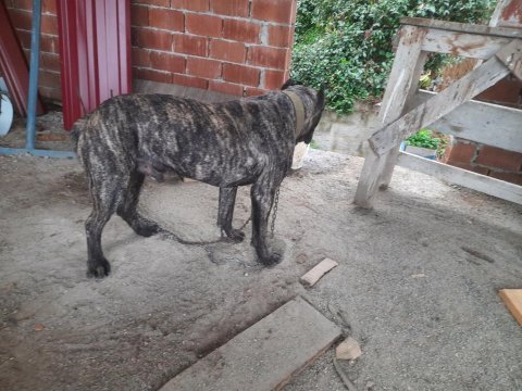 Sahibinden 8 aylık cane corso