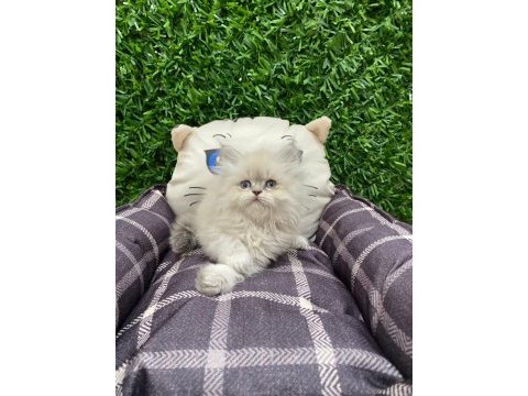 British longhair blue point yavrularımız