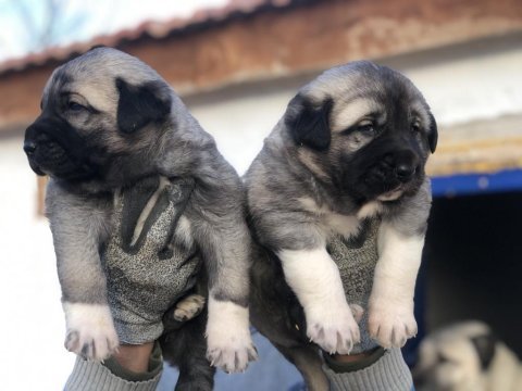 Kaliteli kangal yavrular