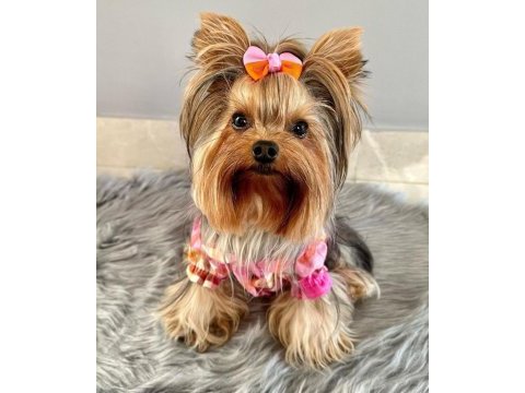 Teacup yorkshire terrier bebekler antalya