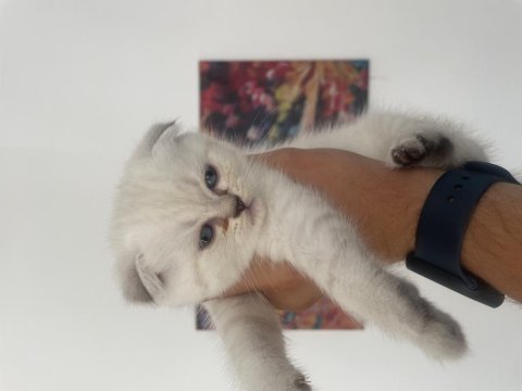 A kalite kan hattı düzgün scottish fold yavrular