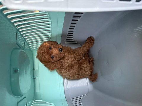 Toy poodle yavrumuz 2 aylık