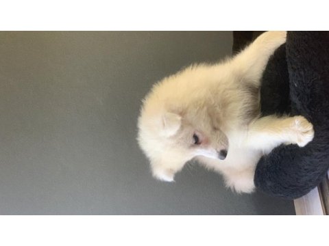 Burkem çiftliğimizden kar topu samoyed