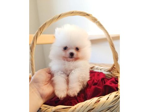 Pomeranian boo süt beyaz yavrular