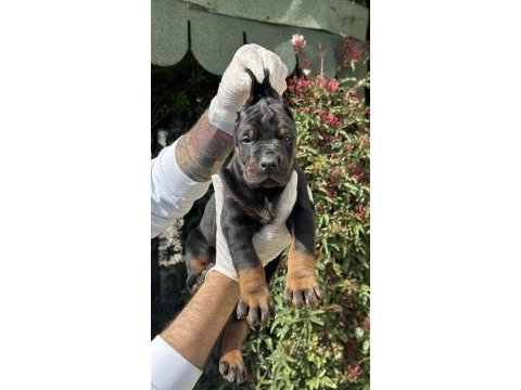 Şeceresiz black tan 30 günlük özel doberman yavrusu