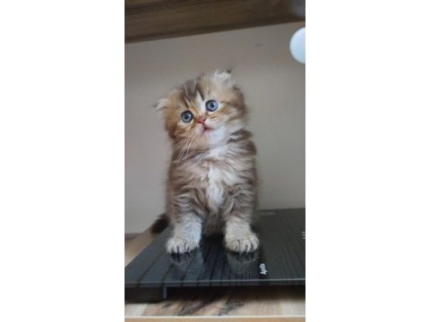 Golden ve british longhair