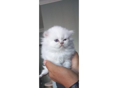 Scottish fold ve scottish longhair bebişlerimiz