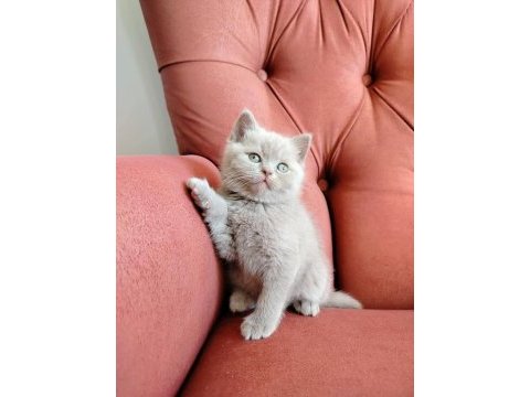 British shorthair yavruları