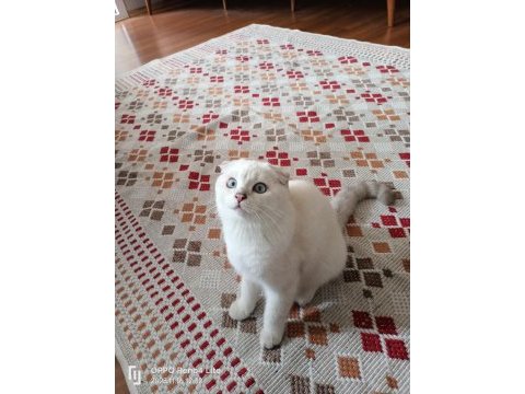 Oyuncu ve sevimli mavi boncuk scottish fold