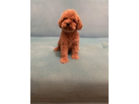 Babalık hakımız kalite poodle