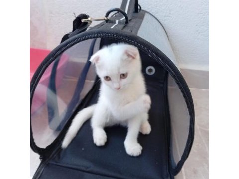 Scottish fold kedimi
