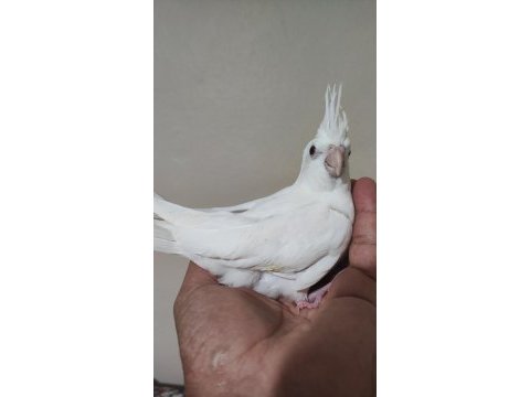 Albino bebek sultan papağanı