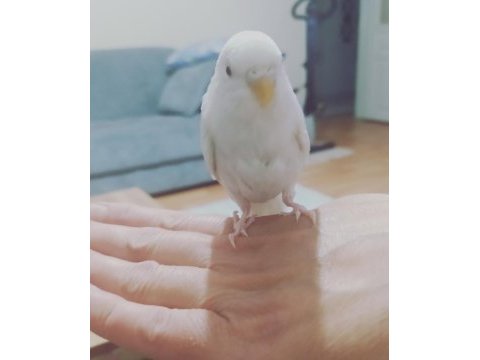 Yavru albino muhabbet kuşu