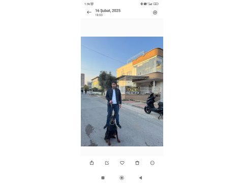 Doberman kralıcesı adanin yavruları 