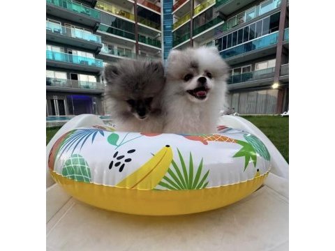 Pomeranian boo tea cup disi küçük boy