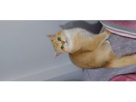 Kaliteli golden british shorthair ny 12