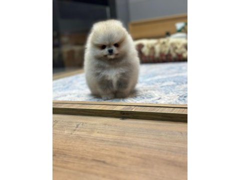 Orjinal pomeranian boo yavrularımız