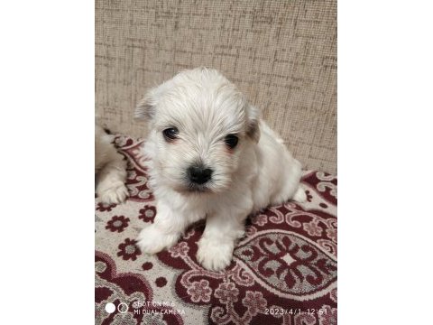 Bebeks maltipoo