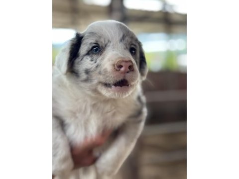 Üreticiden ırk ve sağlık garantili blue merle border collie