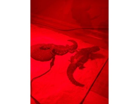 Çift uromastyx yasal çipli