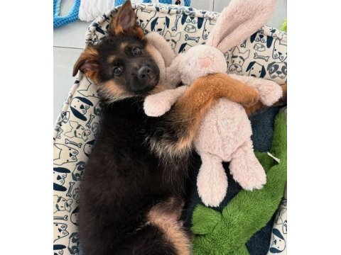 Alman kurdu iyisi değil en iyisi kapıda ödeme mevcut
