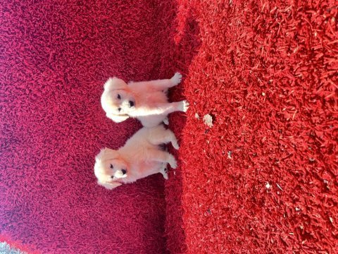 Baby face golden retriever yavrularımız