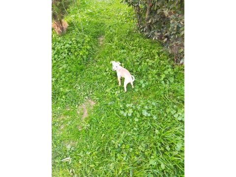 Tarçın evcil chihuahua