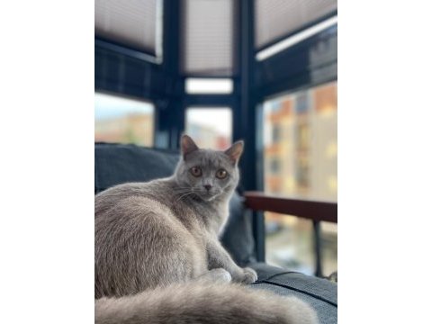 Sahiplendirilecek british shorthair kedimiz
