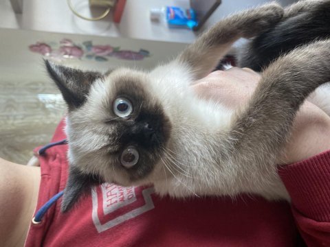 British shorthair erkek kedimiz
