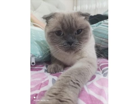 Scottish fold kedimize acil yuva