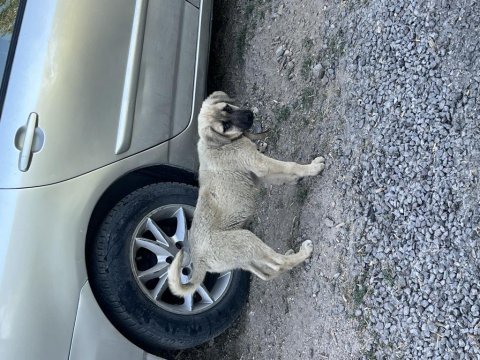 Anadolu çoban köpeği - kangal yavruları