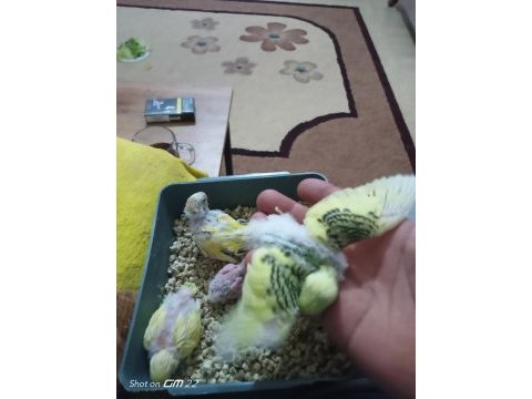 Son muhabbet kuşu yavrular