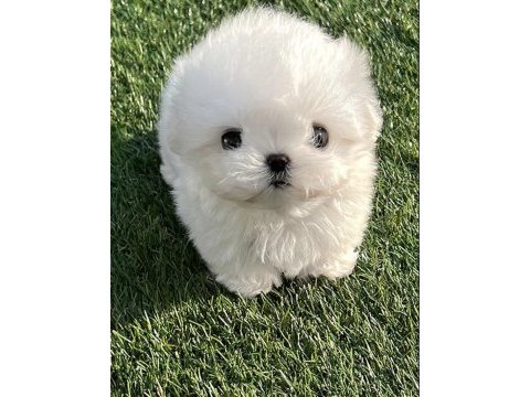 Yarışma düzeyi 0 boy kore maltese terrier jack
