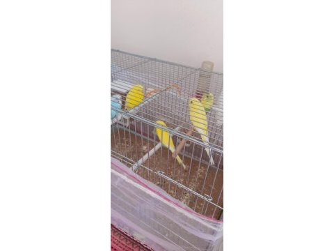 Yavru ve yetişkin muhabbet kuşu