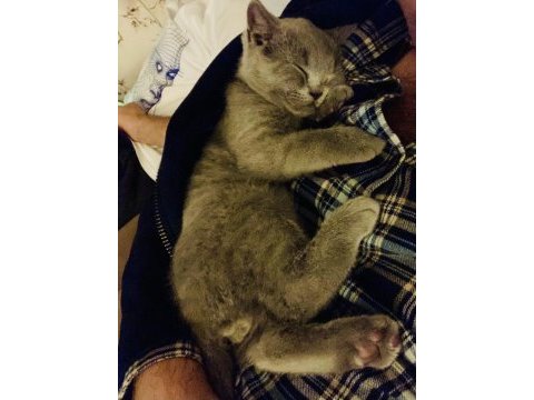 Sahiplendirme british shorthair