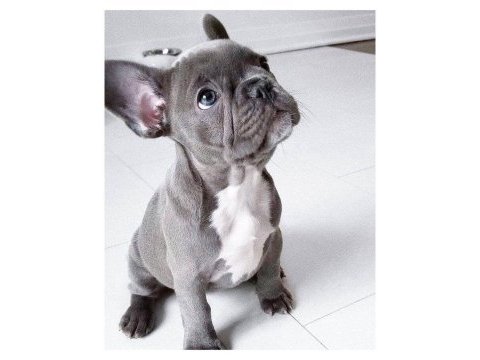 French bulldog mavi gözlü blue safkan orijinal