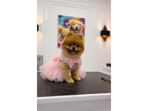 Show kalite dişi pomeranian boo