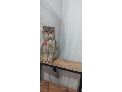 Kedimiz mia yuva arıyor