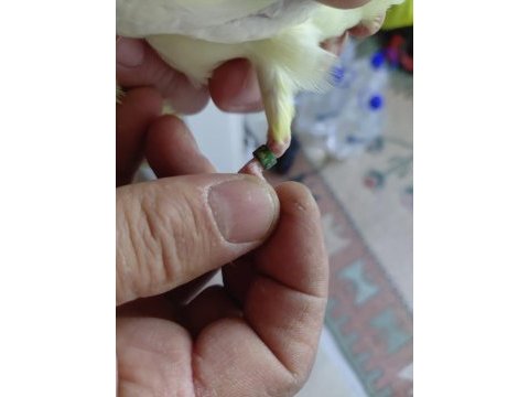 Sağlıklı sultan papağanı