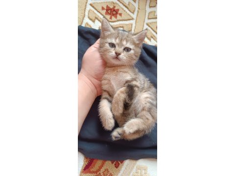 Acil uyguna safkan british shorthair silver