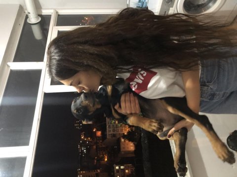 Kaçmaz dev amerikan doberman yavrular