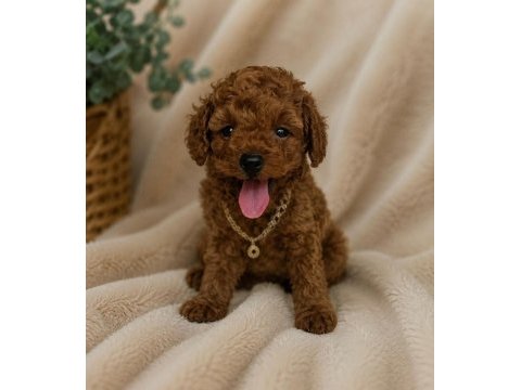 İzmir de garantili ev üretimi toy poodle