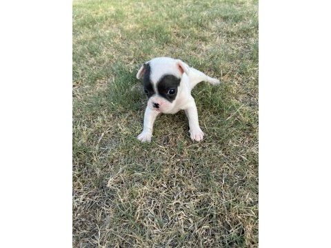 Secereli french bulldog yavrularımız
