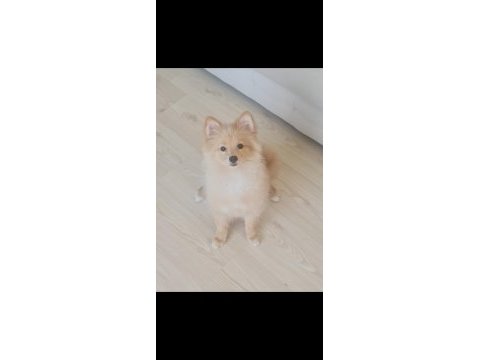 9-11 aylık tilki surat dişi pomeranian