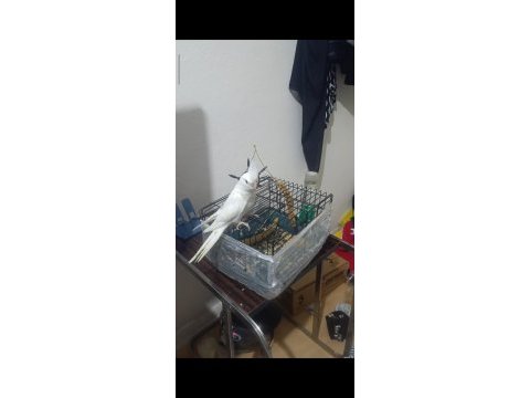 Bebek sultanlar değerini verene gider