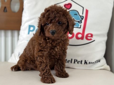 Petmode köpek çiftliğinden kore toy poodle