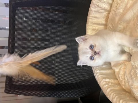 Britsh shorthair blue point yavrular