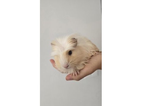 2 adet ginepig kobay