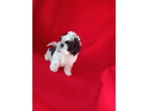 Safkan shih tzu yavrularım