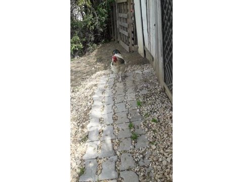 Orjinal brahma horozu 2 yaşında beyaz